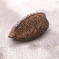 Brazil Nuts: Main Image