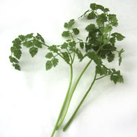 Chervil: Main Image