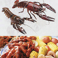 Crayfish: Main Image