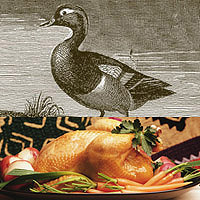 Duck: Main Image