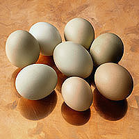 Eggs: Main Image