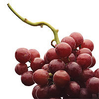 Grapes: Main Image