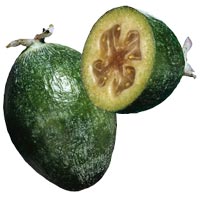 Guava: Main Image