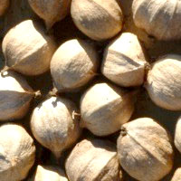 Hickory Nuts: Main Image