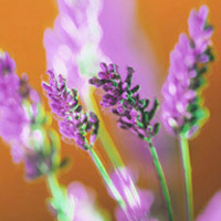 Lavender Flowers: Main Image