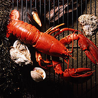 Lobster: Main Image