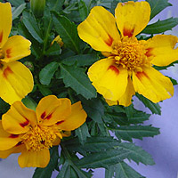 Marigolds: Main Image