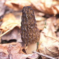 Morel Mushrooms: Main Image