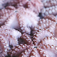 Octopus: Main Image