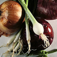 Onions: Main Image