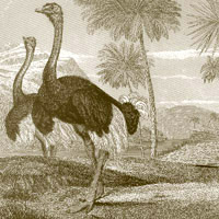 Ostrich and Emu: Main Image