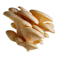 Oyster Mushrooms: Main Image
