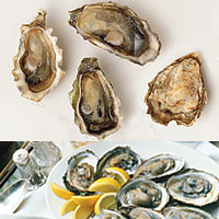 Oysters: Main Image