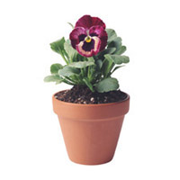 Pansies: Main Image