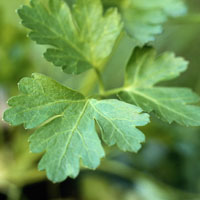 Parsley: Main Image