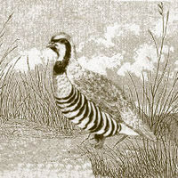 Partridge: Main Image
