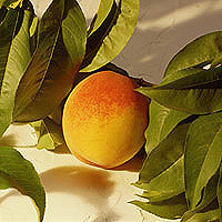 Peaches: Main Image