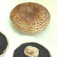 Portobello Mushrooms: Main Image