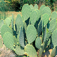 Prickly Pear: Main Image