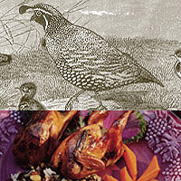 Quail: Main Image