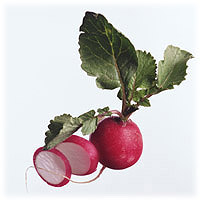 Radishes: Main Image