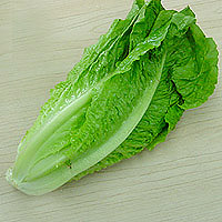 Romaine Lettuce: Main Image