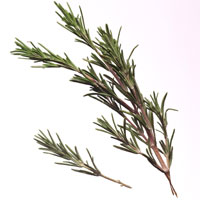 Rosemary: Main Image