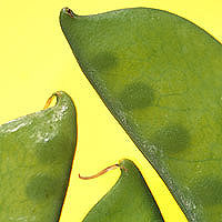 Snow Peas: Main Image