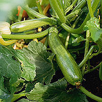 Courgettes: Main Image