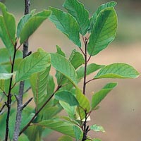 Alder Buckthorn: Main Image