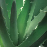 Aloe: Main Image