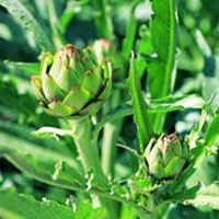 Artichoke: Main Image