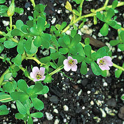 Bacopa: Main Image