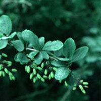 Barberry: Main Image