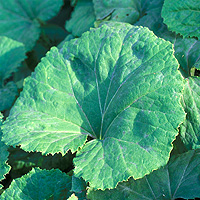 Butterbur: Main Image