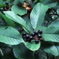 Cascara: Main Image