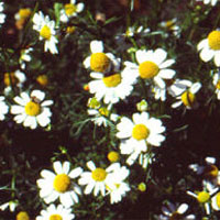 Chamomile: Main Image