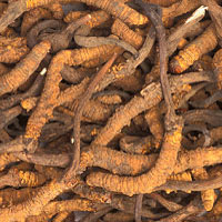 Cordyceps: Main Image