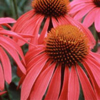 Echinacea: Main Image