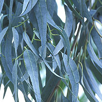 Eucalyptus: Main Image