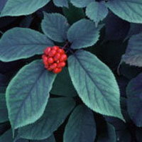 American Ginseng: Main Image