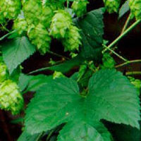 Hops: Main Image