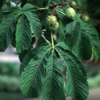 Horse Chestnut: Main Image