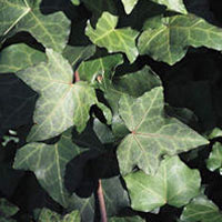 Ivy Leaf: Main Image