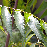 Neem: Main Image