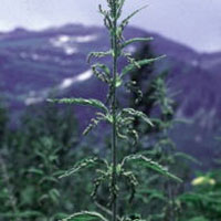 Nettle: Main Image