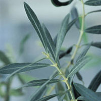 Olive Leaf: Main Image