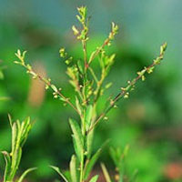Phyllanthus: Main Image