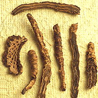 Picrorhiza: Main Image