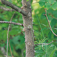 Prickly Ash: Main Image